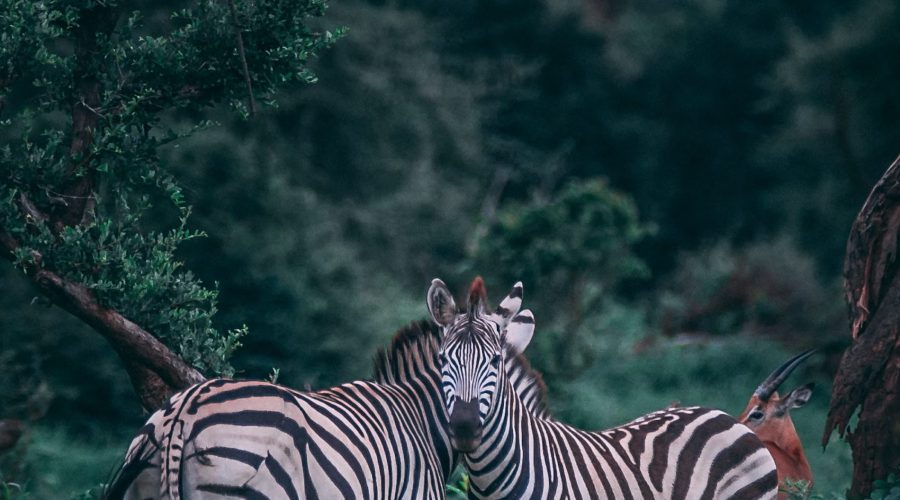 geran-de-klerk-N9s3FjzsstM-unsplash